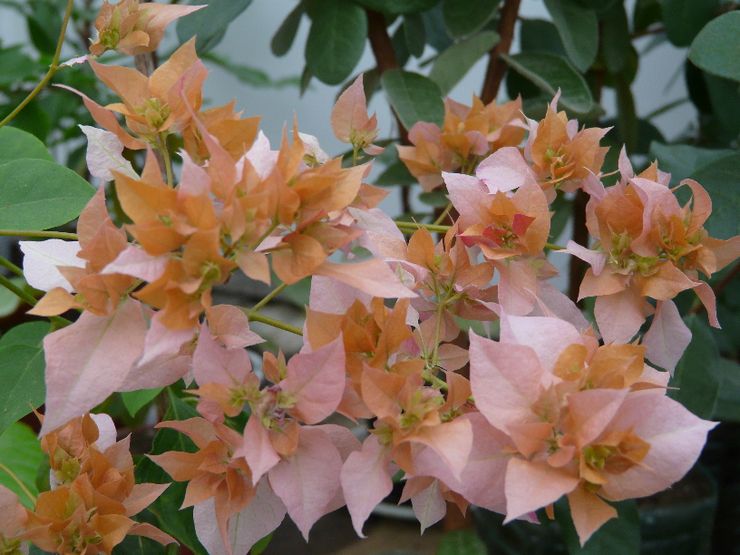 Emas Bougainvillea