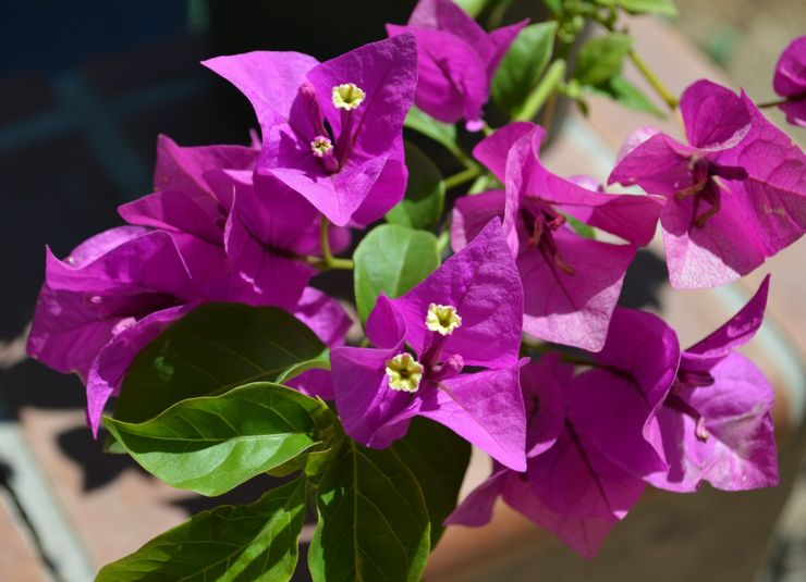 Penjagaan rumah bougainvillea