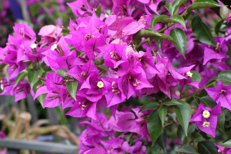 Typer och sorter av bougainvillea med foton och namn