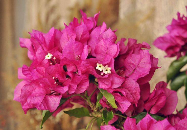 Fuktnivå för bougainvillea