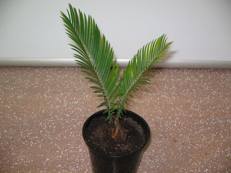 Kaedah pembiakan Cycas