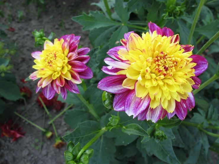 Dahlias anemon