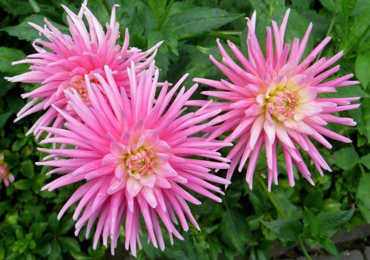 Dahlias kaktus