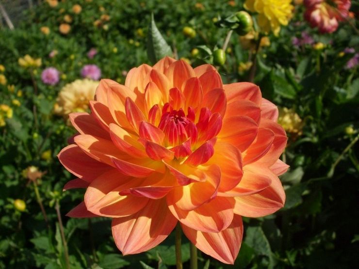 Nymphae dahlias