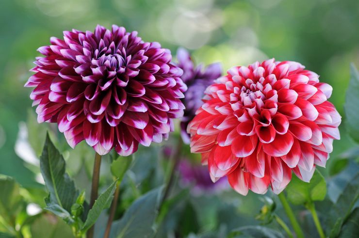 Dahlias Peony