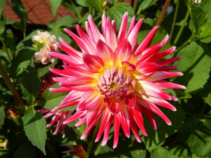 Dahlias separa kaktus