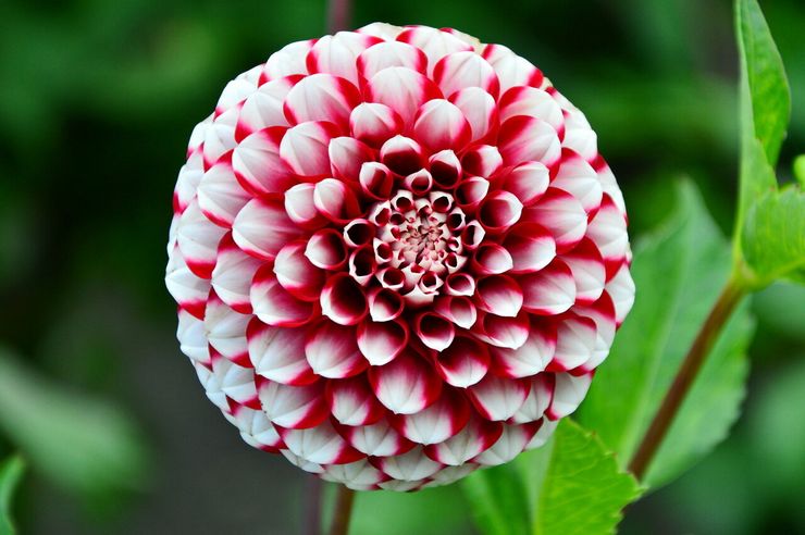 Pompom dahlias