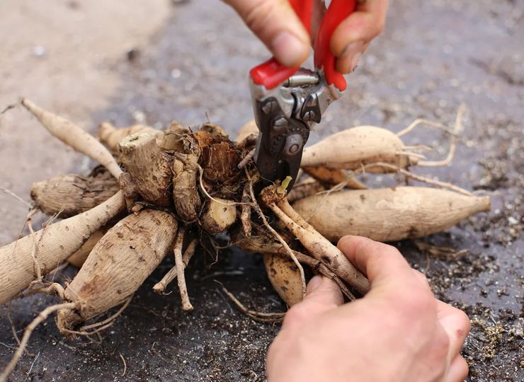 Koleksi ubi dahlia