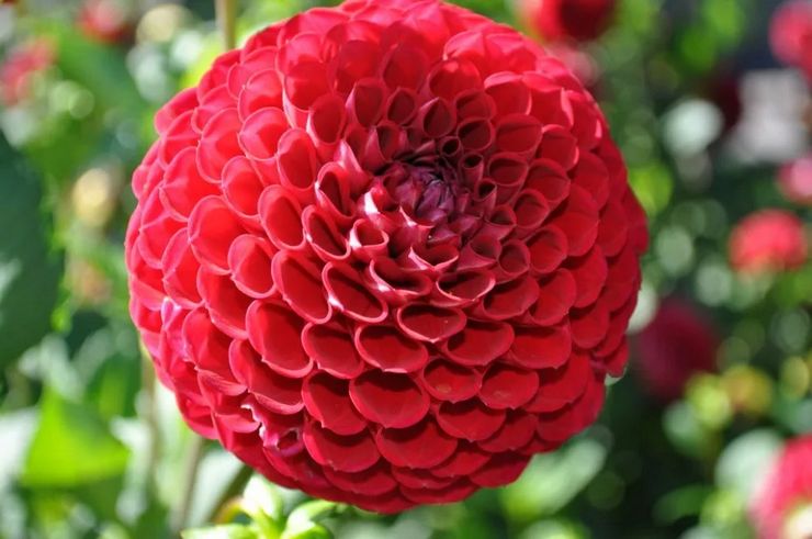 Dahlia sfera