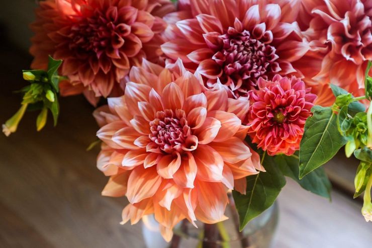 Blandade sorter av dahlia