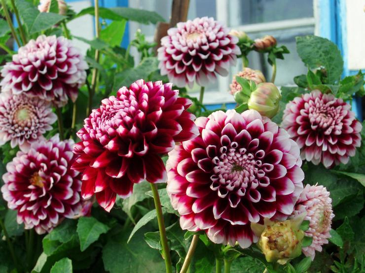 Dahlia Garden Care