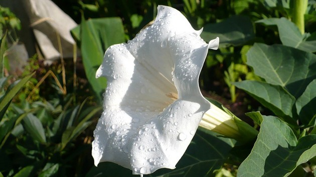 Datura är djävulens ört