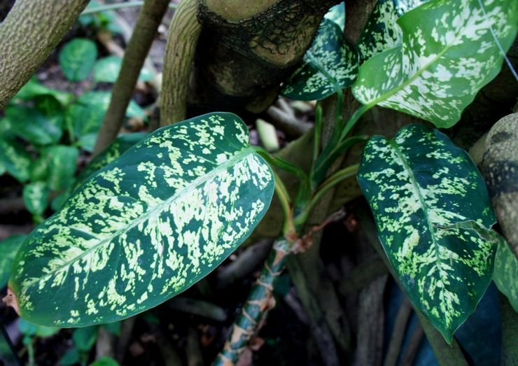 Dieffenbachia Bause