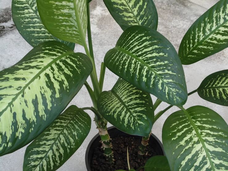 Dieffenbachia Baumann