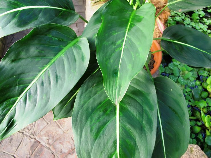 Dieffenbachia berdaun besar