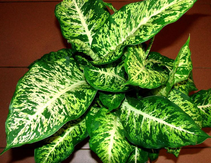 Dieffenbachia Magnificent