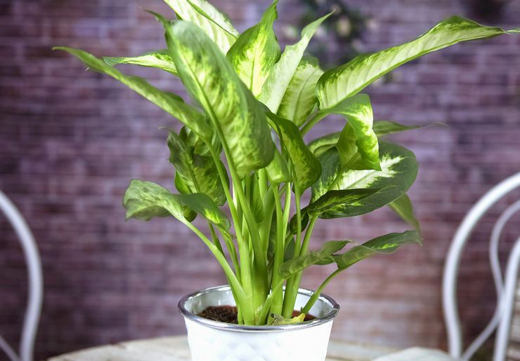 Dieffenbachia beskrivning