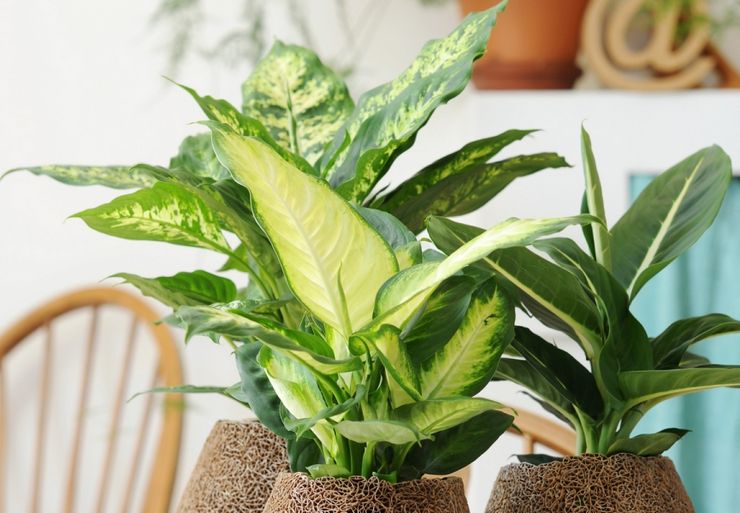 Dieffenbachia