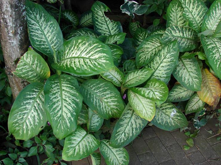 Dieffenbachia Seguin