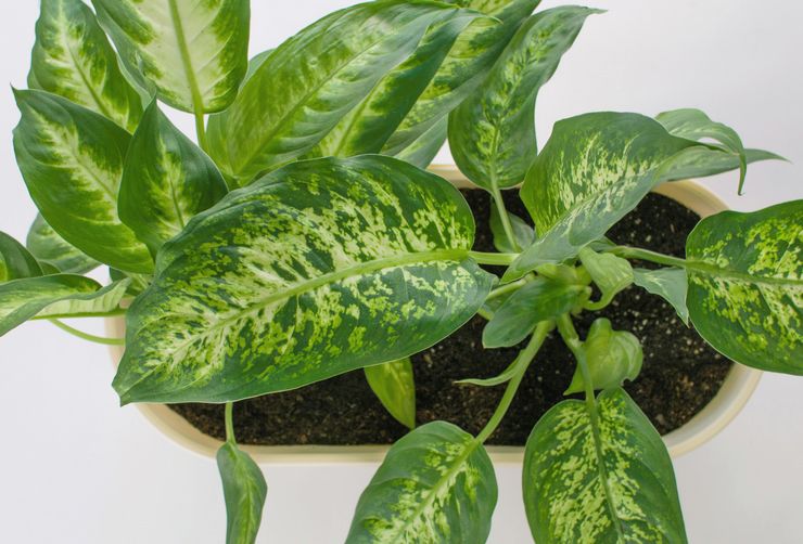 Bunga Dieffenbachia