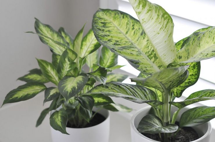 Dieffenbachia vård hemma