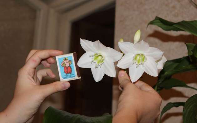 Vackra blommor som blommar två gånger om året