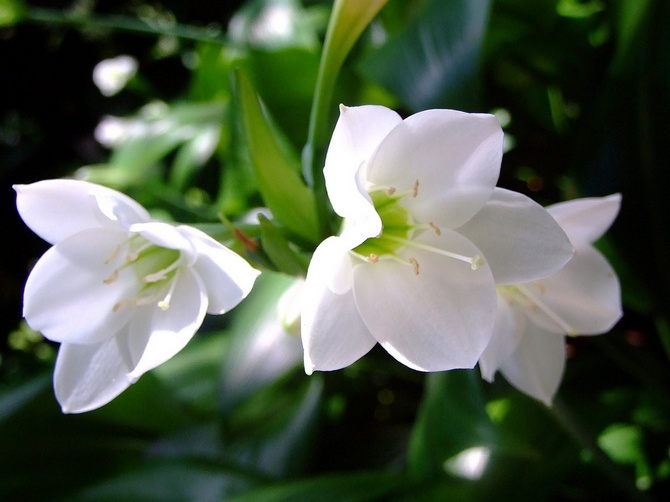 Eucharis: membesar dan merawat di rumah