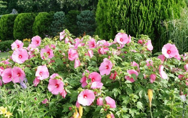 Växten skärs inte bara av för att skapa en frodig blomning utan också för att bilda en dekorativ form för busken.