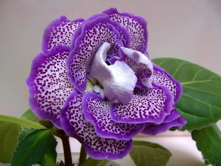 Penerangan Gloxinia