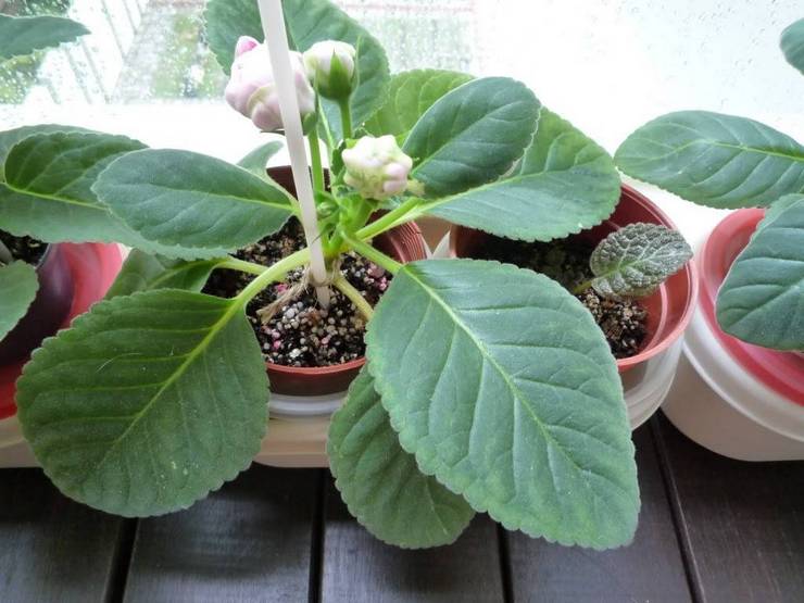 Gloxinia transplantation