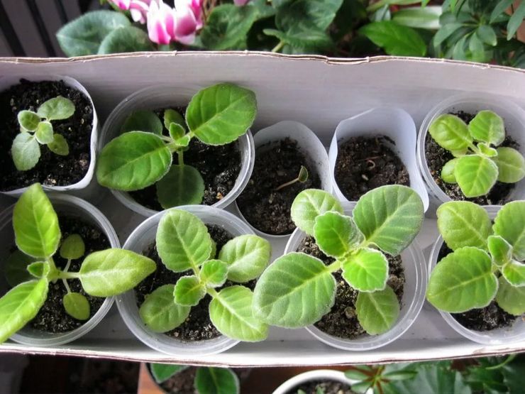 Gloxinia avelsmetoder