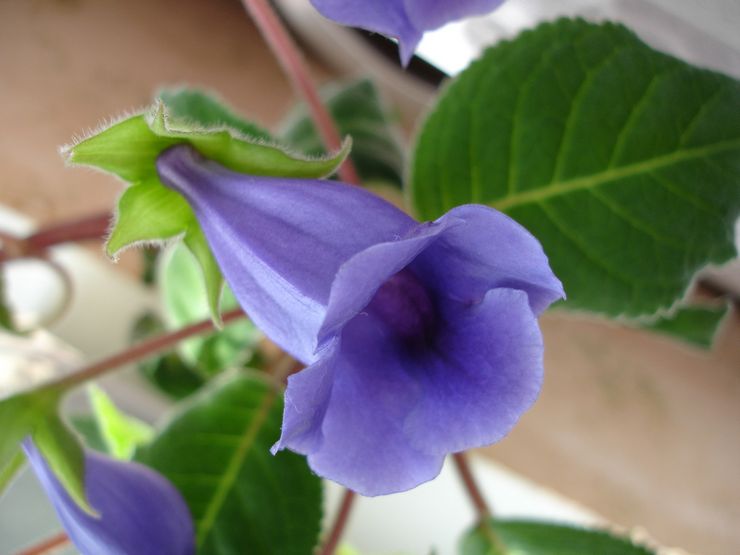 Gloxinia diraja