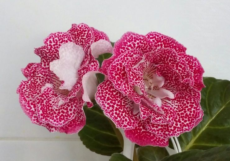 Gloxinia blomma