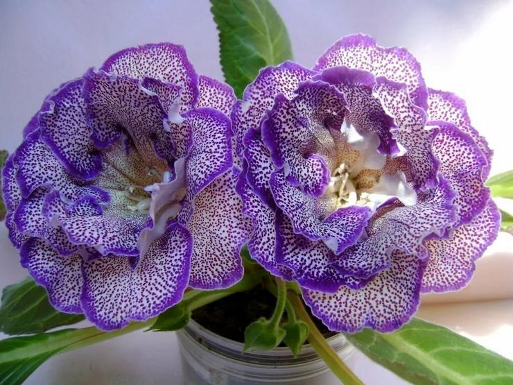 Gloxinia är vackert