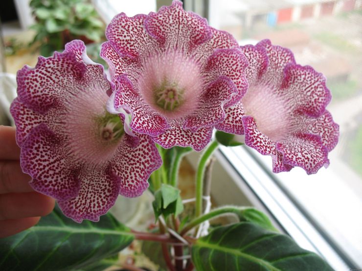 Hemvård för gloxinia