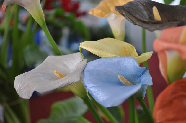 Calla har också helande egenskaper, tack vare det förvärras andras sinnen