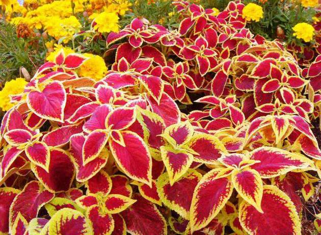 Coleus