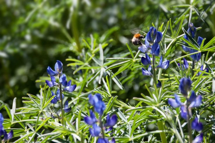 Lupin angustifolia