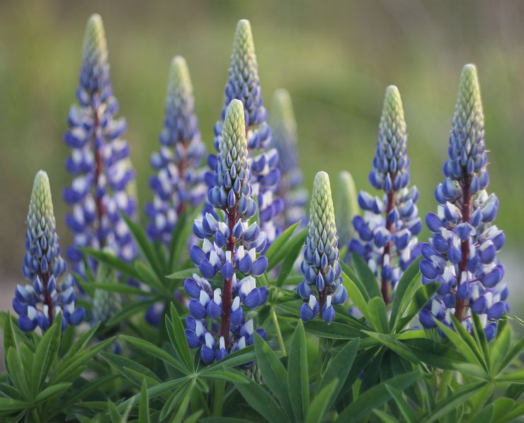 Penerangan mengenai lupin