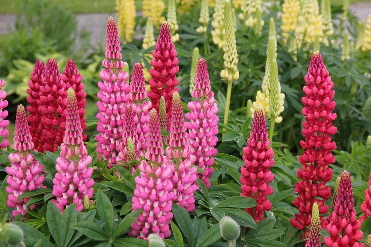 Lupin multifoliate