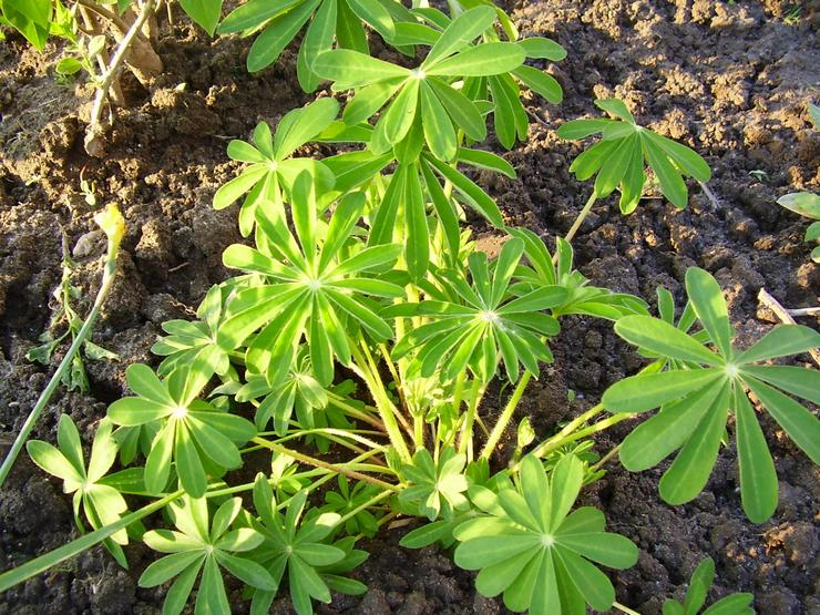 Menanam lupin di tanah terbuka