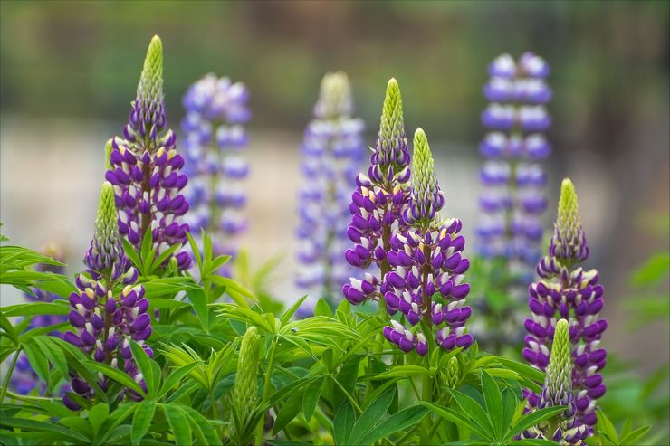 Lupins egenskaper och applikationer