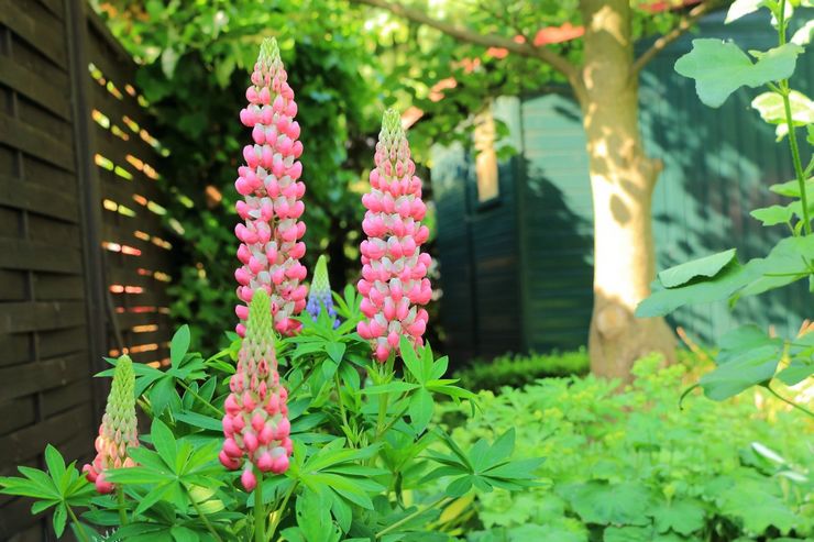 Vård av lupin i trädgården