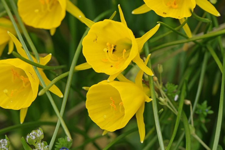 Narcissus Bulbocodium