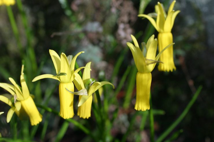 Cyclamen påskliljor