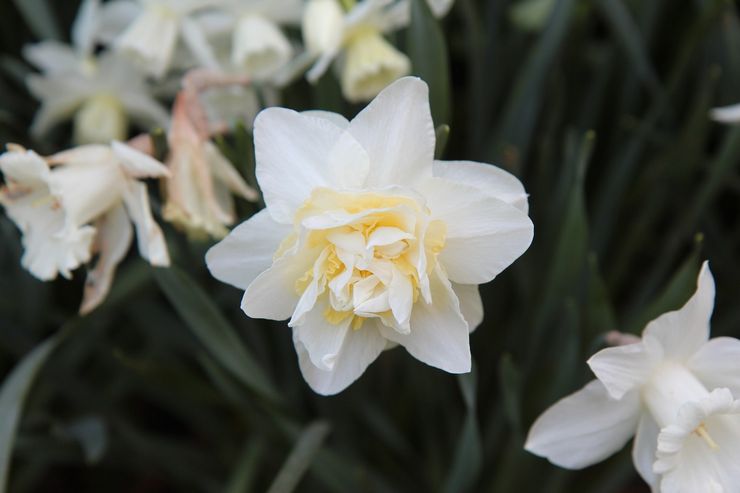 Terry daffodils