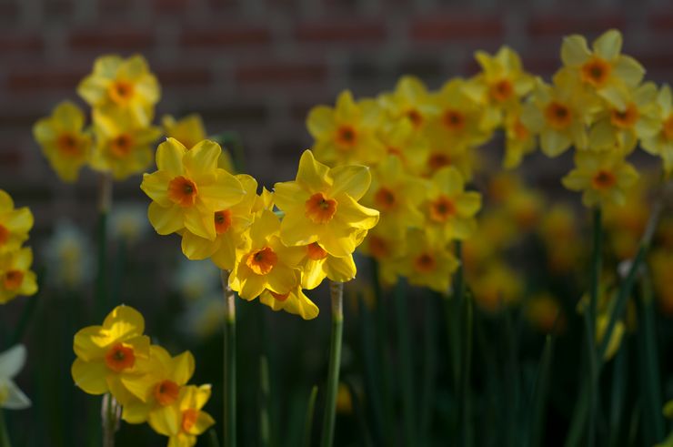 Jonquillia daffodils