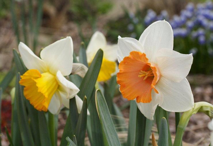 Daffodil mahkota besar