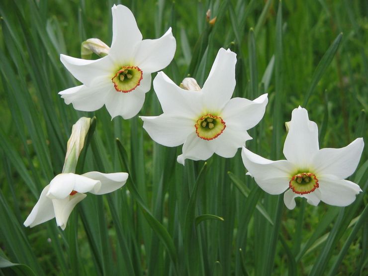 Daffodil puitis