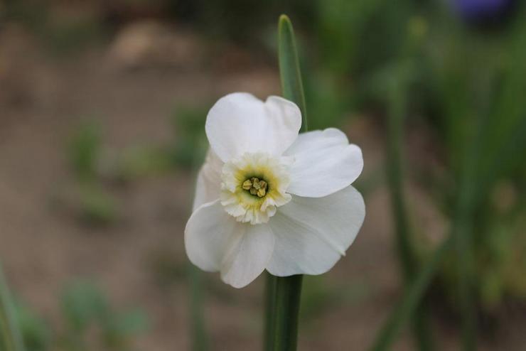 Daffodil mahkota kecil